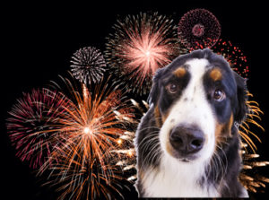 Help your pets prepare for the 4th of July