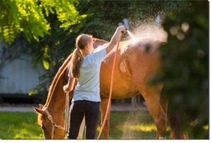 Horse cool down with hose