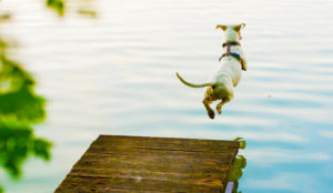 Dog jumping into pond from a dock