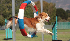 A dog jumps through a hoop on an agility course