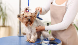 A dog being groomed
