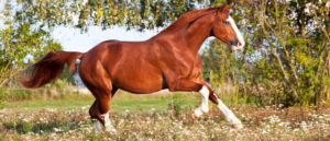 Essential Fatty Acids for Horses