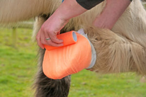 treating a painful horse abscess