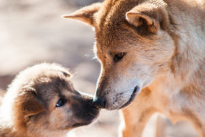 Dogs use nose touches