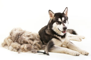 A malmute lying down in front of a pile of shedded hair