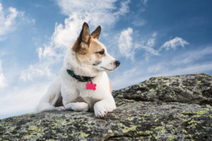 Dog on rock