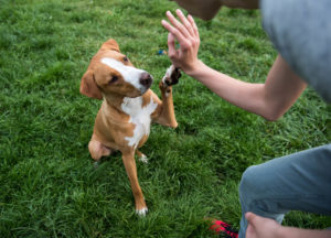 Dog high-fiving owner