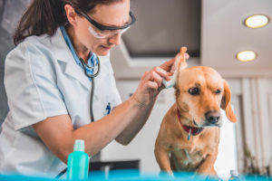 Vet cleaning dog's ears