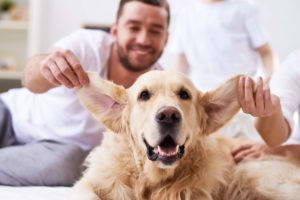 Owner playing with dog's ears