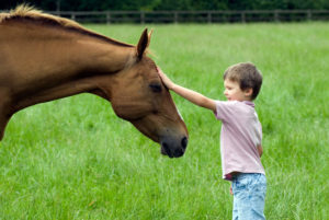 Horse rider bond