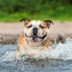 Dog water safety