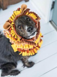 Halloween dog costumes