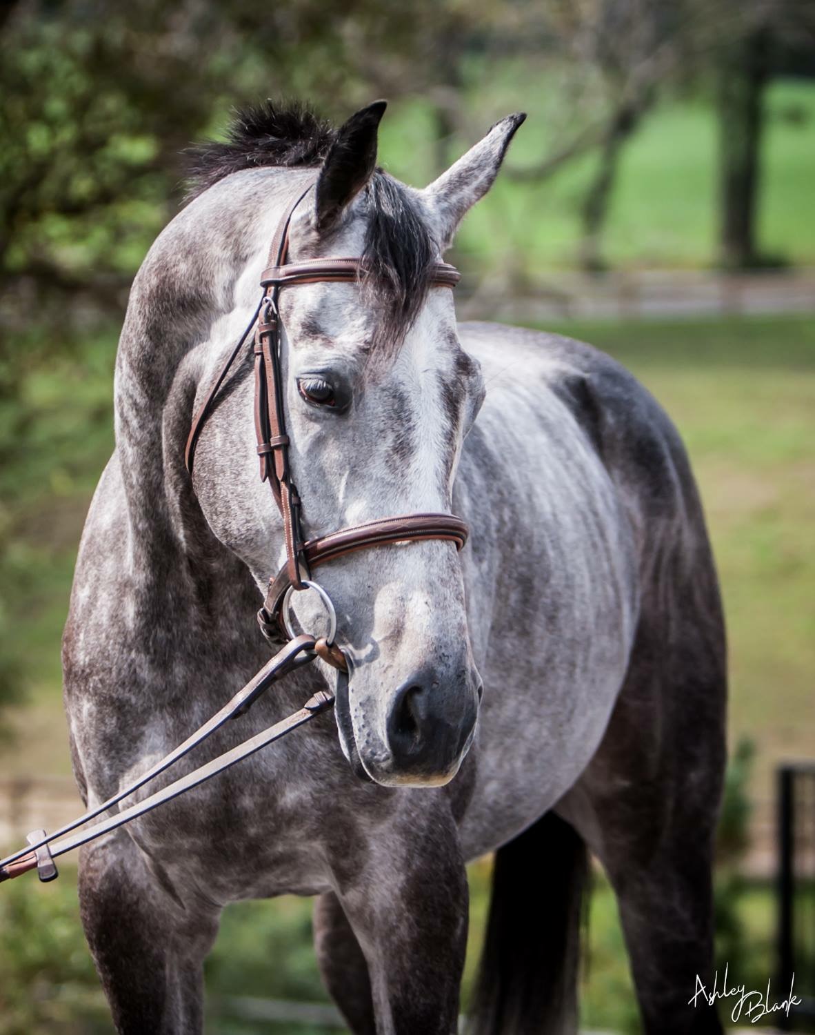 The Thoroughbred Makeover 2019 - Retired Racehorse Project | Springtime ...