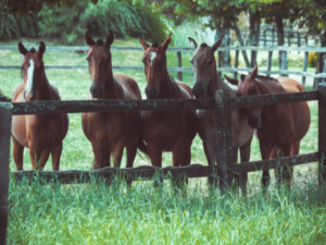 Symptoms of Founder in Horses