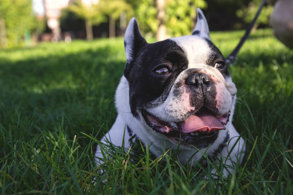 short coated white dog lying on grass field