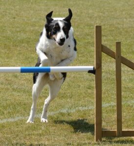 Getting Your Dog into Agility Training