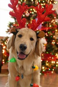 Holiday Foods Dangerous to Dogs